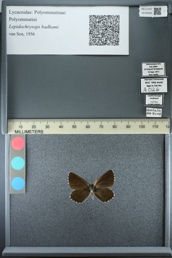 Media type: image;   Entomology 185260